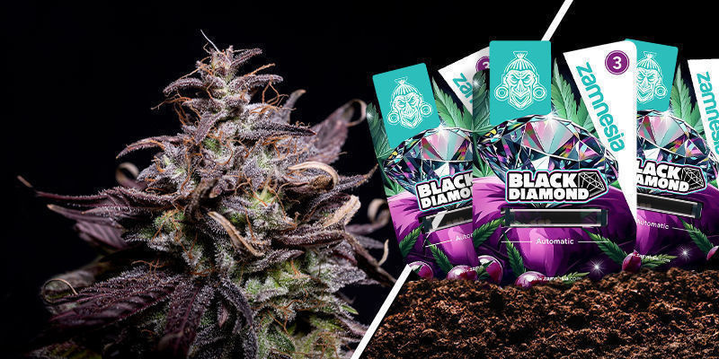 Black Diamond Black Diamond