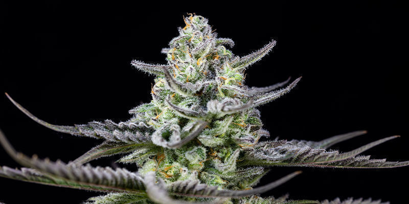 Zanurz się w majestat naszych odmian Royal Vault Zanurz się w majestat naszych odmian Royal Vault