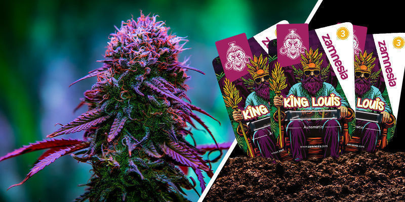 King Louis King Louis