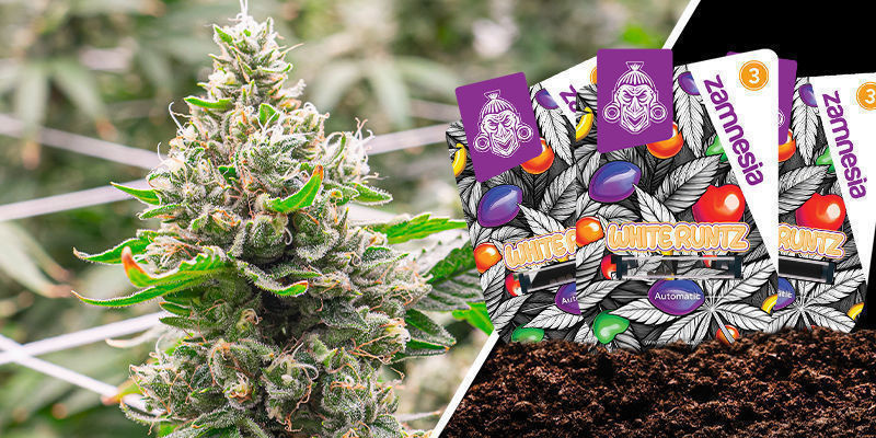 White Runtz White Runtz