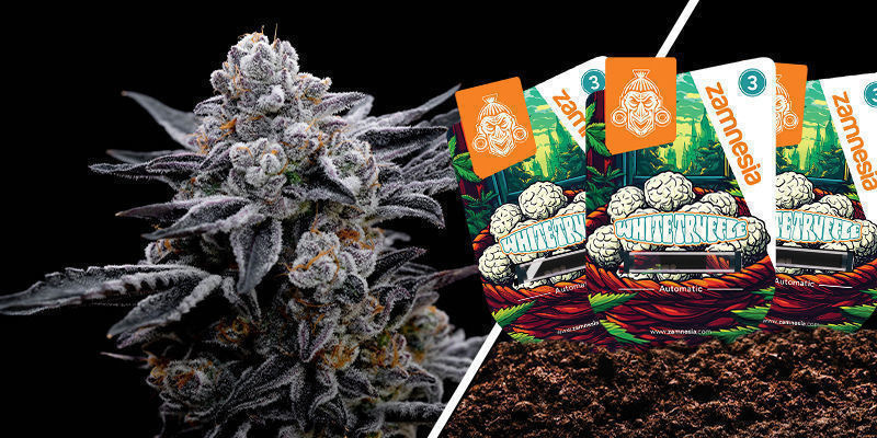 White Truffle White Truffle