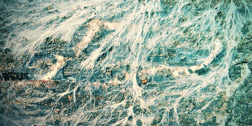 Where Do You Get A Mushroom Spawn? Where Do You Get A Mushroom Spawn?