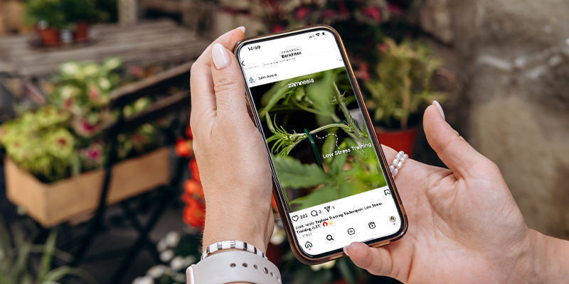 Dlaczego konta związane z marihuaną i grzybami są na celowniku? Dlaczego konta związane z marihuaną i grzybami są na celowniku?