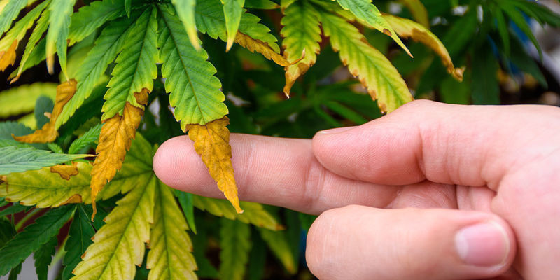 Jak dbać o namiot do uprawy marihuany Jak dbać o namiot do uprawy marihuany