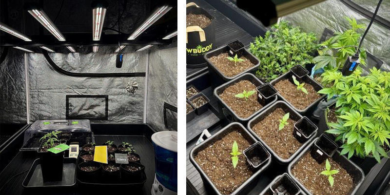 Wybór najlepszego miejsca na namiot uprawowy Wybór najlepszego miejsca na namiot uprawowy