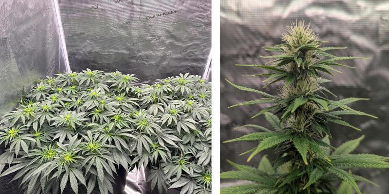 Using a cannabis grow tent: Highly recommended Using a cannabis grow tent: Highly recommended