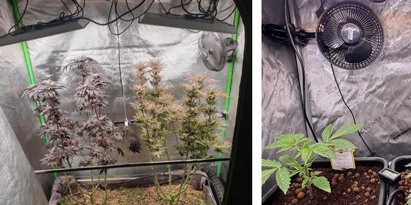 Wentylacja i cyrkulacja powietrza w namiotach do uprawy marihuany Wentylacja i cyrkulacja powietrza w namiotach do uprawy marihuany