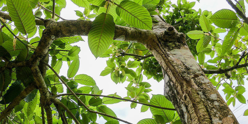 Poznaj gatunki kratomu Poznaj gatunki kratomu