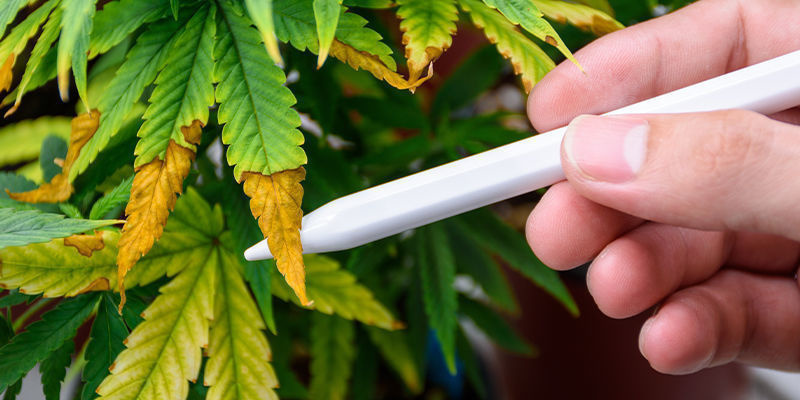 Sztuczna inteligencja w zwalczaniu szkodników marihuany Sztuczna inteligencja w zwalczaniu szkodników marihuany