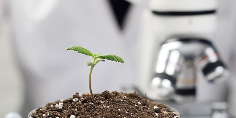 AI w opracowywaniu odmian konopi AI in cannabis strain development