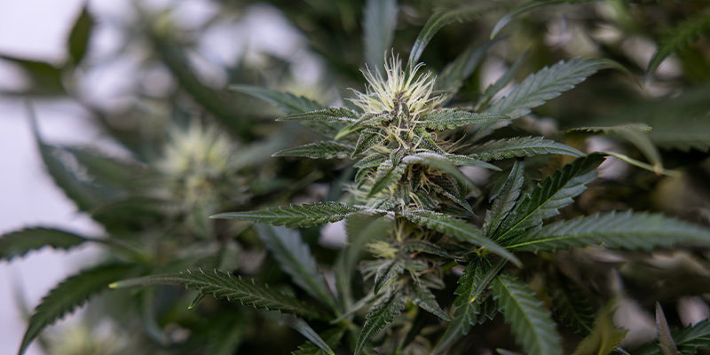 Sztuczna inteligencja w produkcji pochodnych konopi (takich jak koncentraty i produkty spożywcze) Sztuczna inteligencja w produkcji pochodnych konopi (takich jak koncentraty i produkty spożywcze)