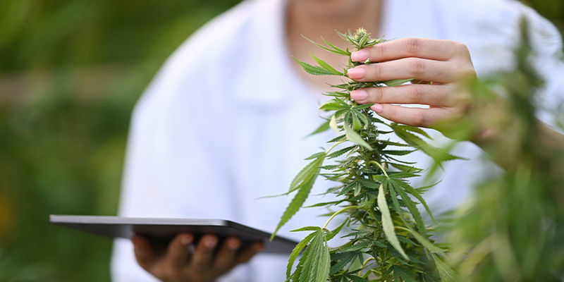 Usprawnianie sprzedaży detalicznej konopi dzięki AI Usprawnianie sprzedaży detalicznej konopi dzięki AI