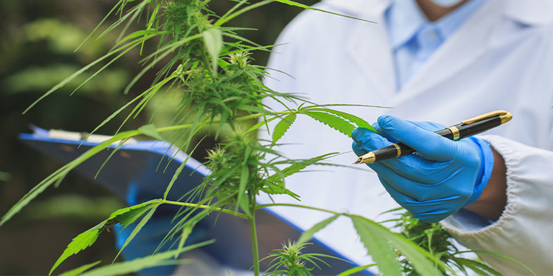 Przyszłe konsekwencje rozwoju AI dla branży konopnej Przyszłe konsekwencje rozwoju AI dla branży konopnej