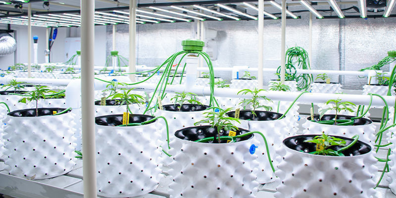 Rola AI w uprawie konopi i rolnictwie Rola AI w uprawie konopi i rolnictwie