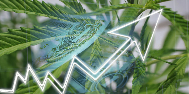 Co sztuczna inteligencja może zaoferować branży konopnej? Co sztuczna inteligencja może zaoferować branży konopnej?