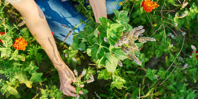 Jak kocimiętka wpływa na ludzi? Jak kocimiętka wpływa na ludzi?