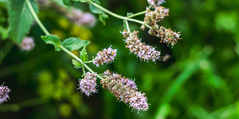 Zrozumieć kocimiętkę Zrozumieć kocimiętkę