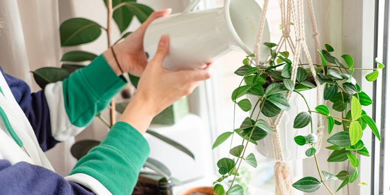 Dostosuj częstotliwość podlewania Dostosuj częstotliwość podlewania