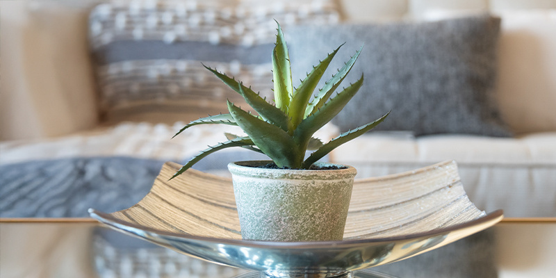 Aloes zwyczajny (Aloe spp.) Aloes zwyczajny (Aloe spp.)