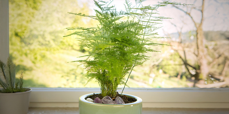 Asparagus fern (Asparagus plumosus Nanus)