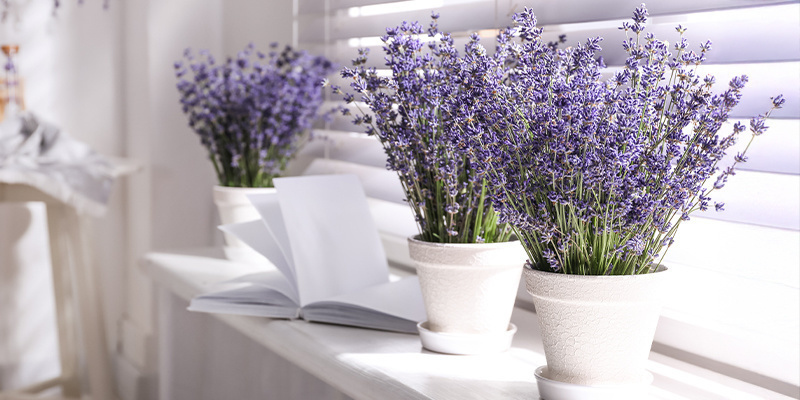 Lawenda (Lavandula angustifolia) Lawenda (Lavandula angustifolia)