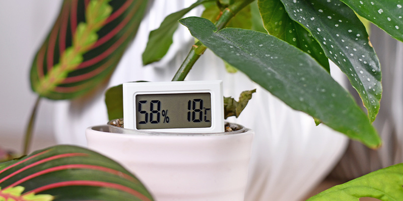 Maintain proper humidity levels Maintain proper humidity levels