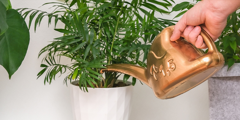 Neanthe bella palm (Chamaedorea elegans) Neanthe bella palm (Chamaedorea elegans)