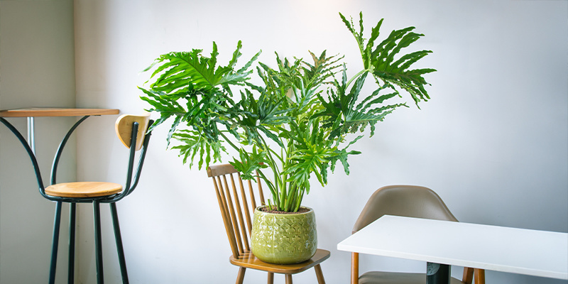 Philodendron (Philodendron selloum) Philodendron (Philodendron selloum)