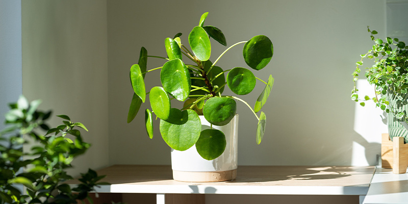 Zapewnij odpowiednie światło do wzrostu Zapewnij odpowiednie światło do wzrostu