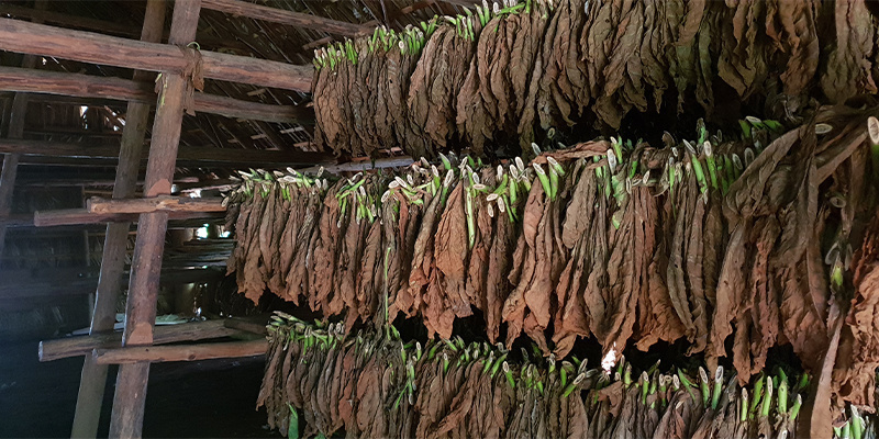 Więc czym właściwie jest Longbottom Leaf?