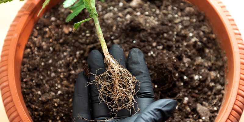 Base nutrients vs additives Base nutrients vs additives