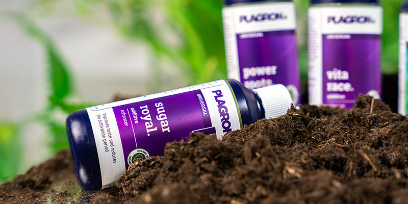 Czym są dodatki do uprawy konopi? Czym są dodatki do uprawy konopi?