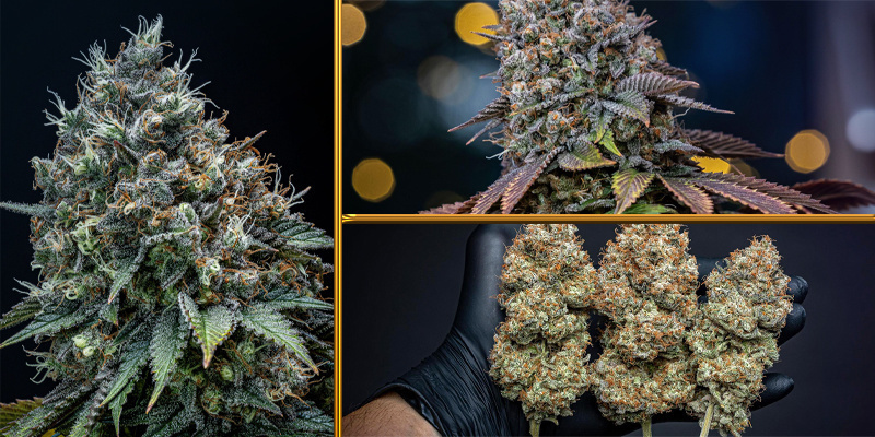 First Place Cauli First Place Cauli