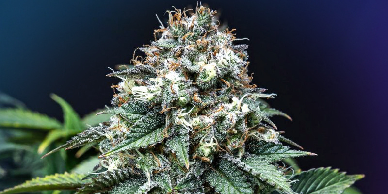 Patrząc w przyszłość Looking Ahead