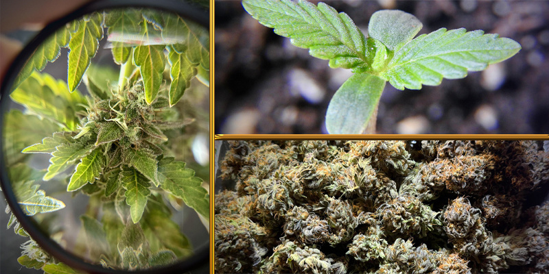 Trzecie miejsce DogDoctorOfficial Trzecie miejsce DogDoctorOfficial