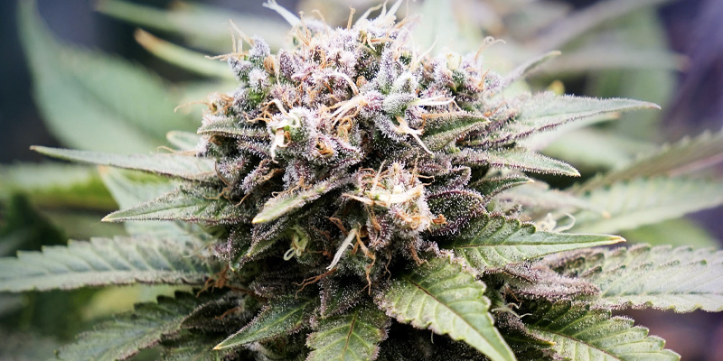 Prawdziwie globalna społeczność Prawdziwie globalna społeczność