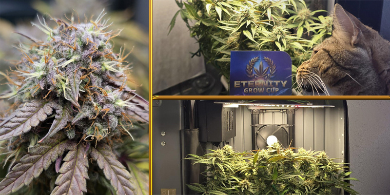 Second Place Naujas Second Place Naujas