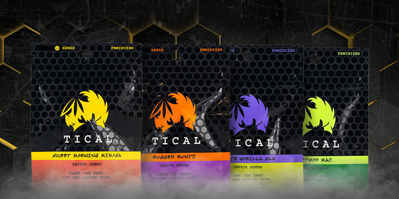 Poznaj ekskluzywne odmiany TICAL Meet the exclusive TICAL strains