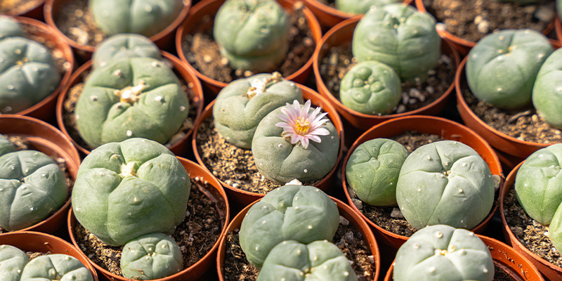 Jak wygląda pejotl?