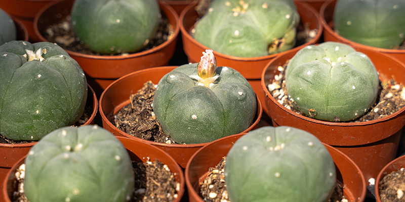 Czym jest kaktus pejotl: święta roślina o współczesnym znaczeniu