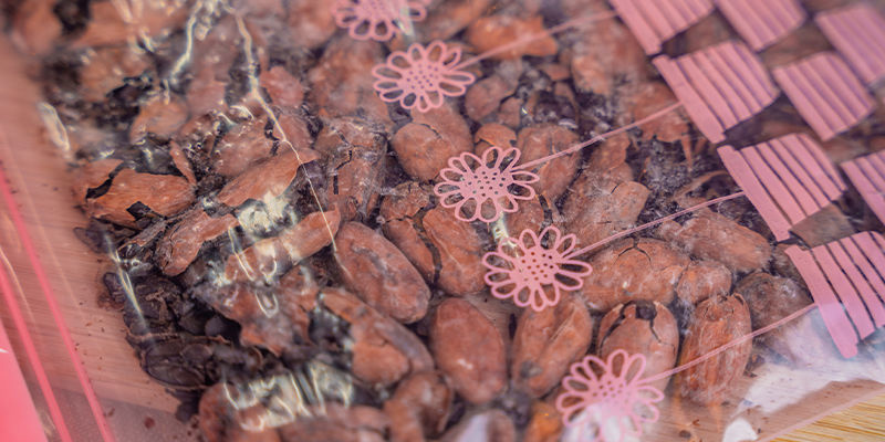 6. Użyj 30–50 ziaren kakaowca na porcję 6. Użyj 30–50 ziaren kakaowca na porcję