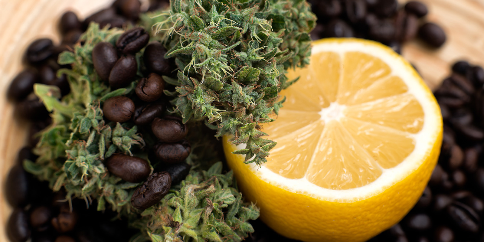 Co kryje się poza Sector Z?