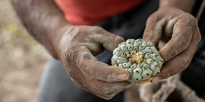 Peyotyzm: tradycja czci i odrodzenia Peyotyzm: tradycja czci i odrodzenia