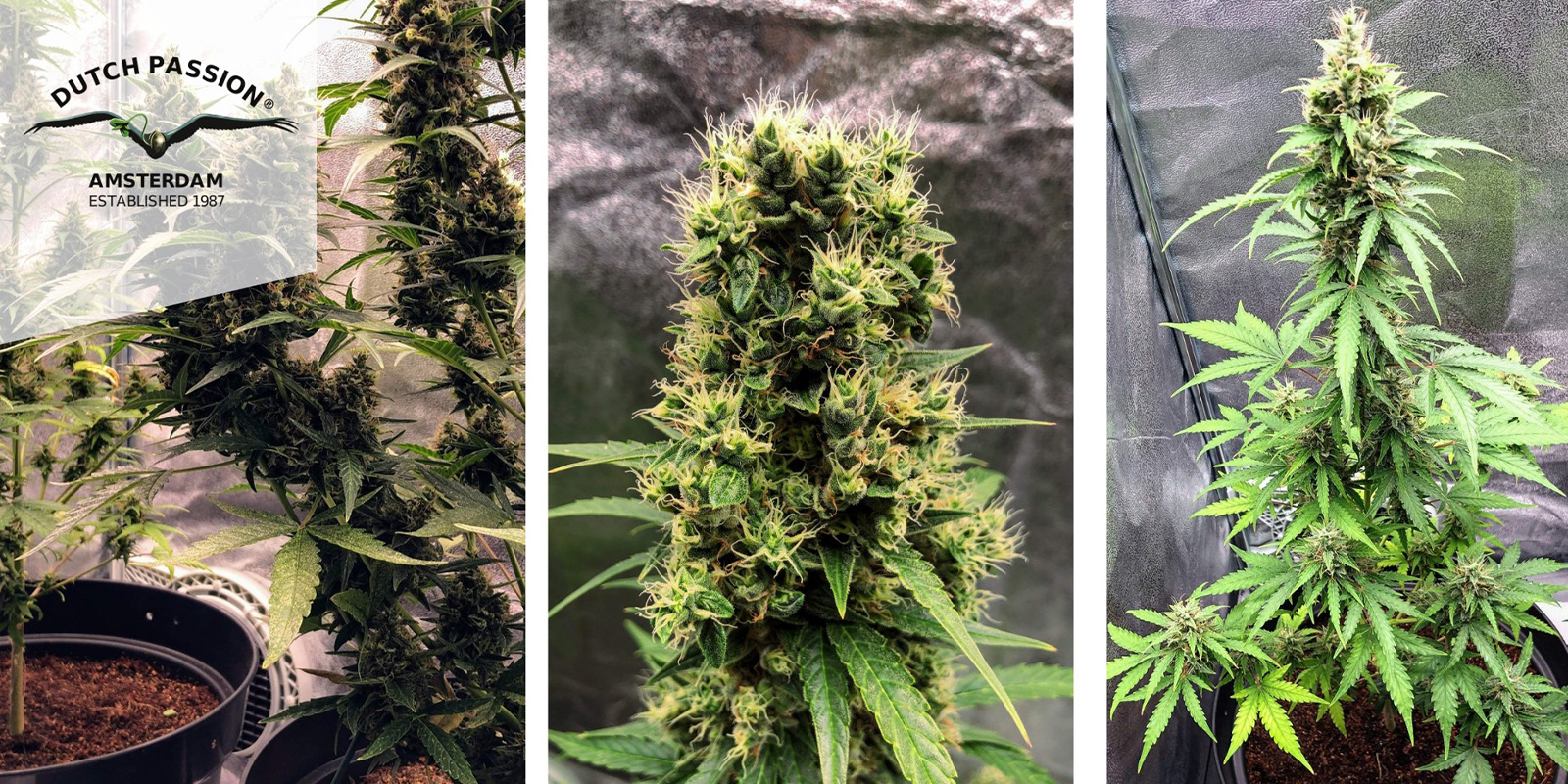 Auto White Widow (Dutch Passion) feminizowane