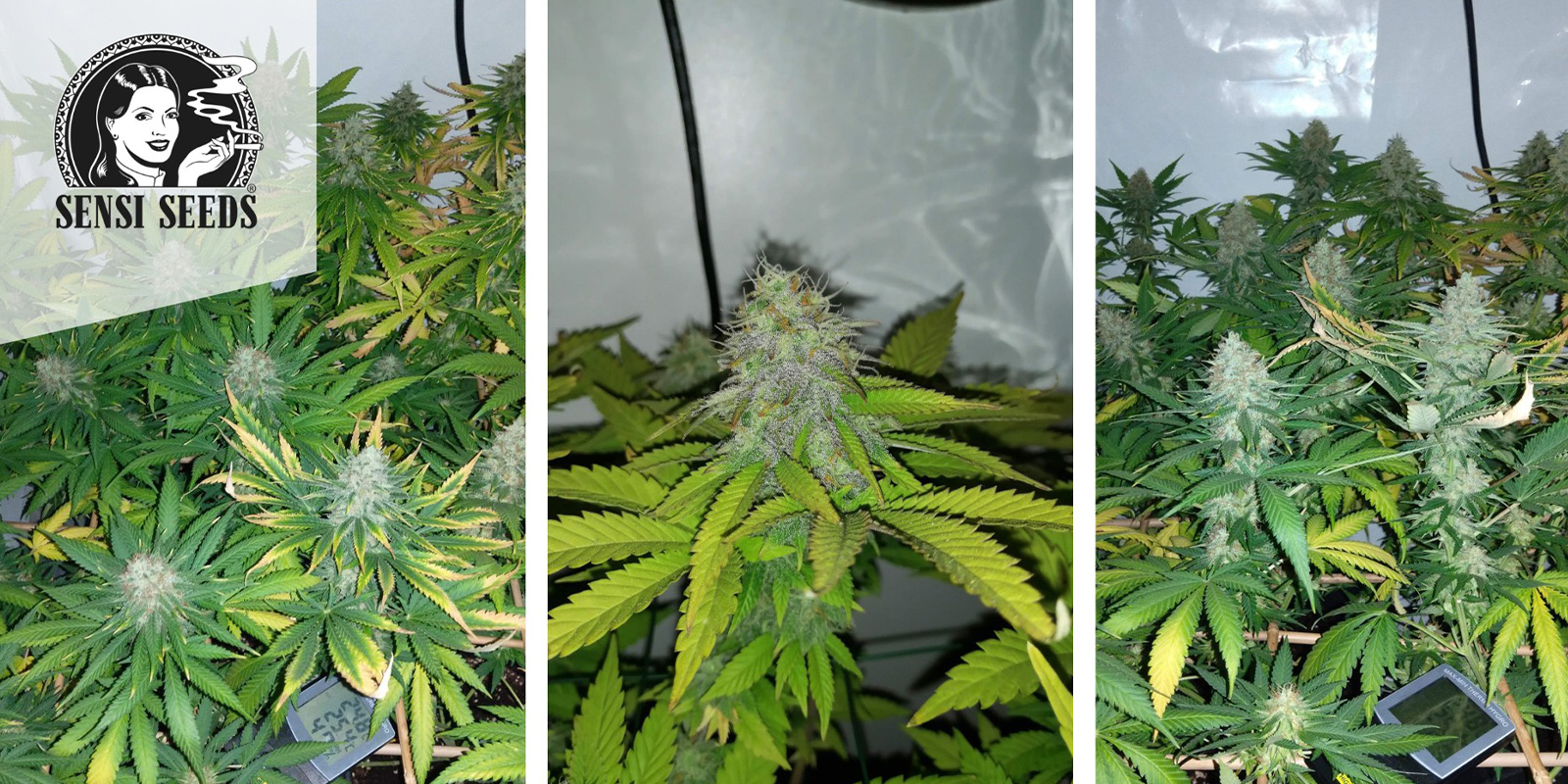Early Skunk (Sensi Seeds) feminizowane