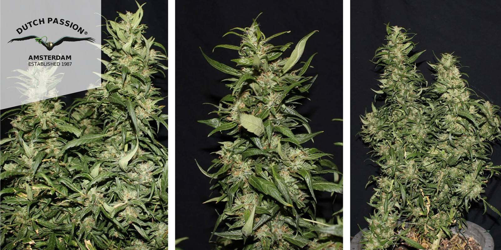 Hollands Hope (Dutch Passion) feminized