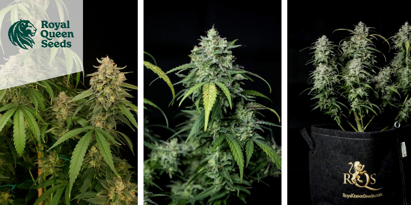 Special Queen 1 (Royal Queen Seeds) feminized