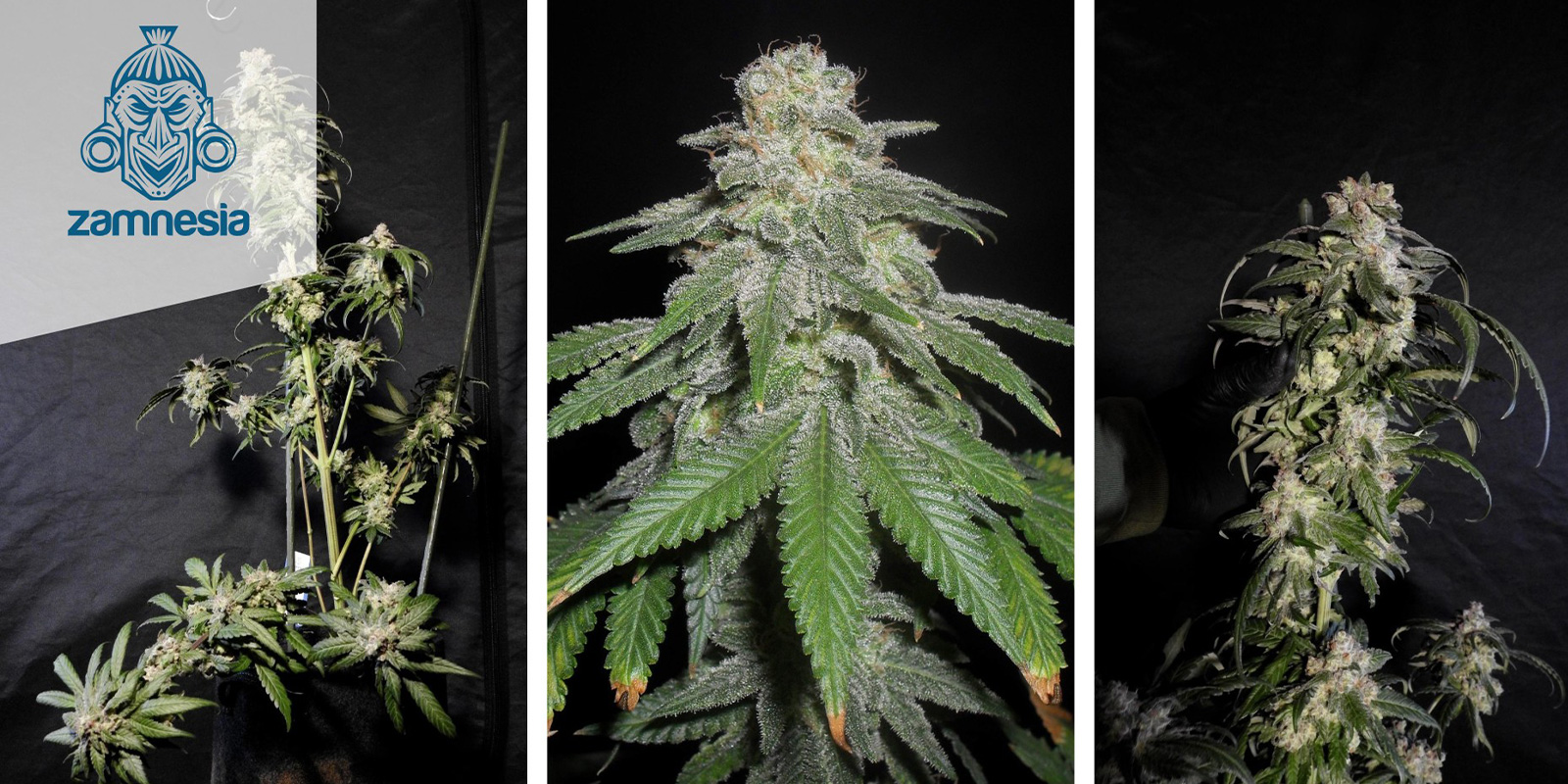 White Widow (Zamnesia Seeds) feminizowane