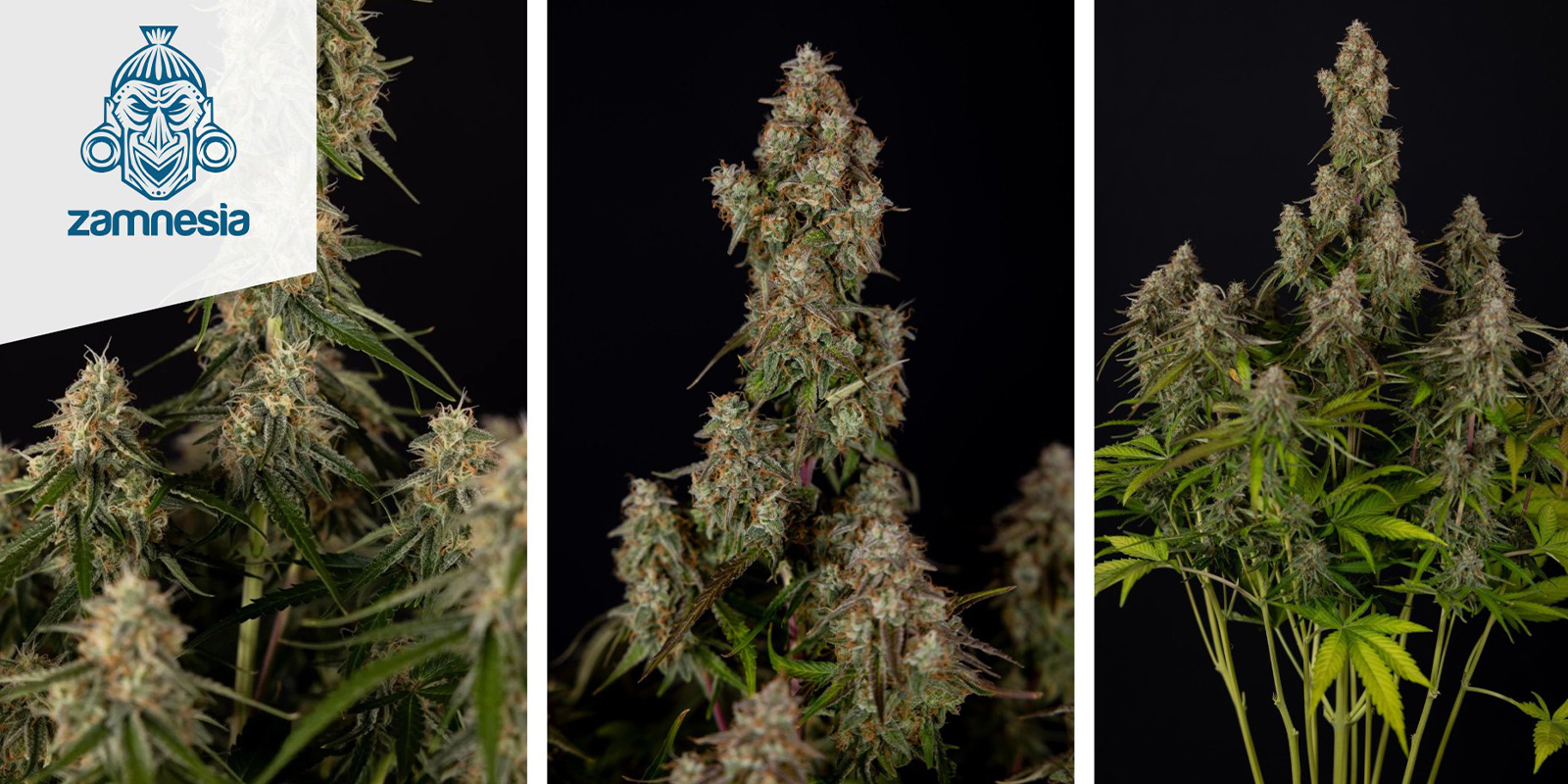 Wurlz F1 Autoflower (Zamnesia Seeds) feminized