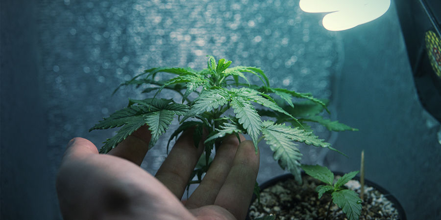 Jak uprawiać Chemdawg JAK UPRAWIAĆ CHEMDAWG